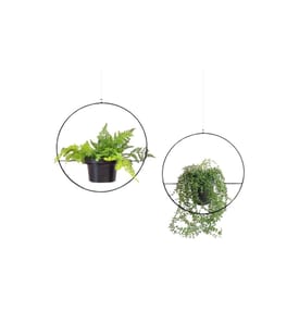 Wallxpert - Blumenampel 2-er Set, Schwarz