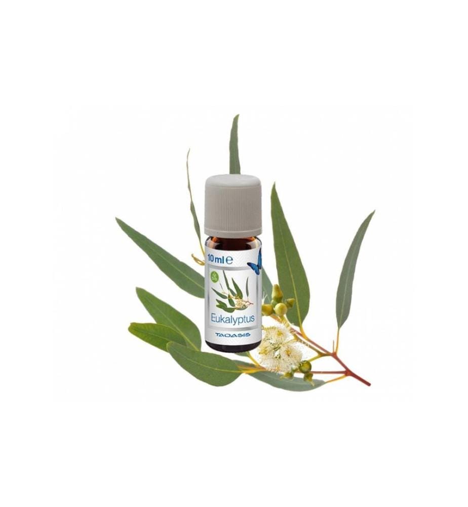 Venta Luftwäscher - Duftöl Eukalyptus, 3 x 10 ml