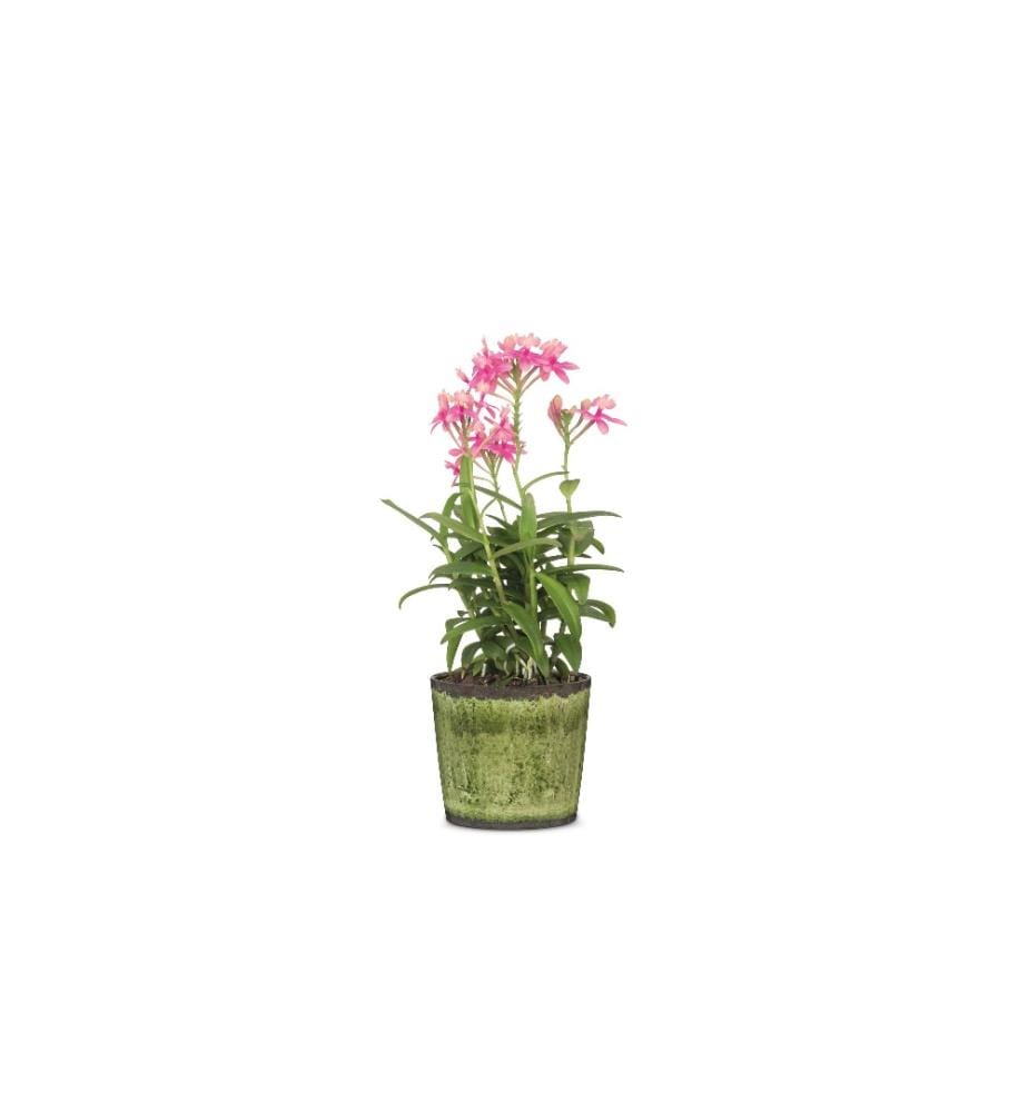 SCHEURICH - Blumentopf Meadow Glaze Ø 14.2 cm