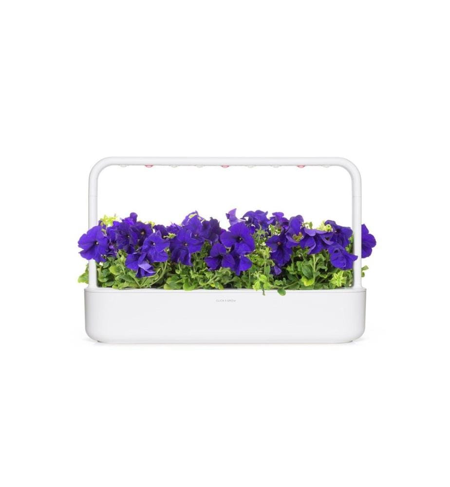 CLICK AND GROW - Semence Pétunia bleu Paquet de 3