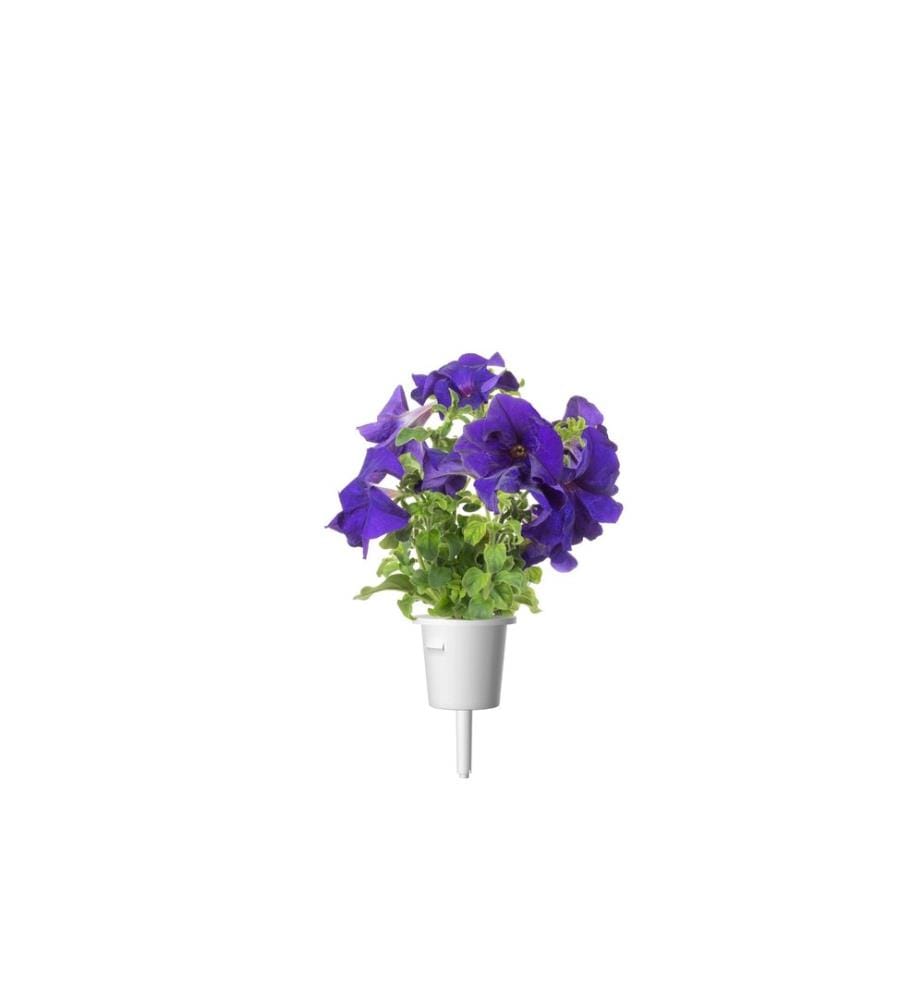CLICK AND GROW - Semence Pétunia bleu Paquet de 3