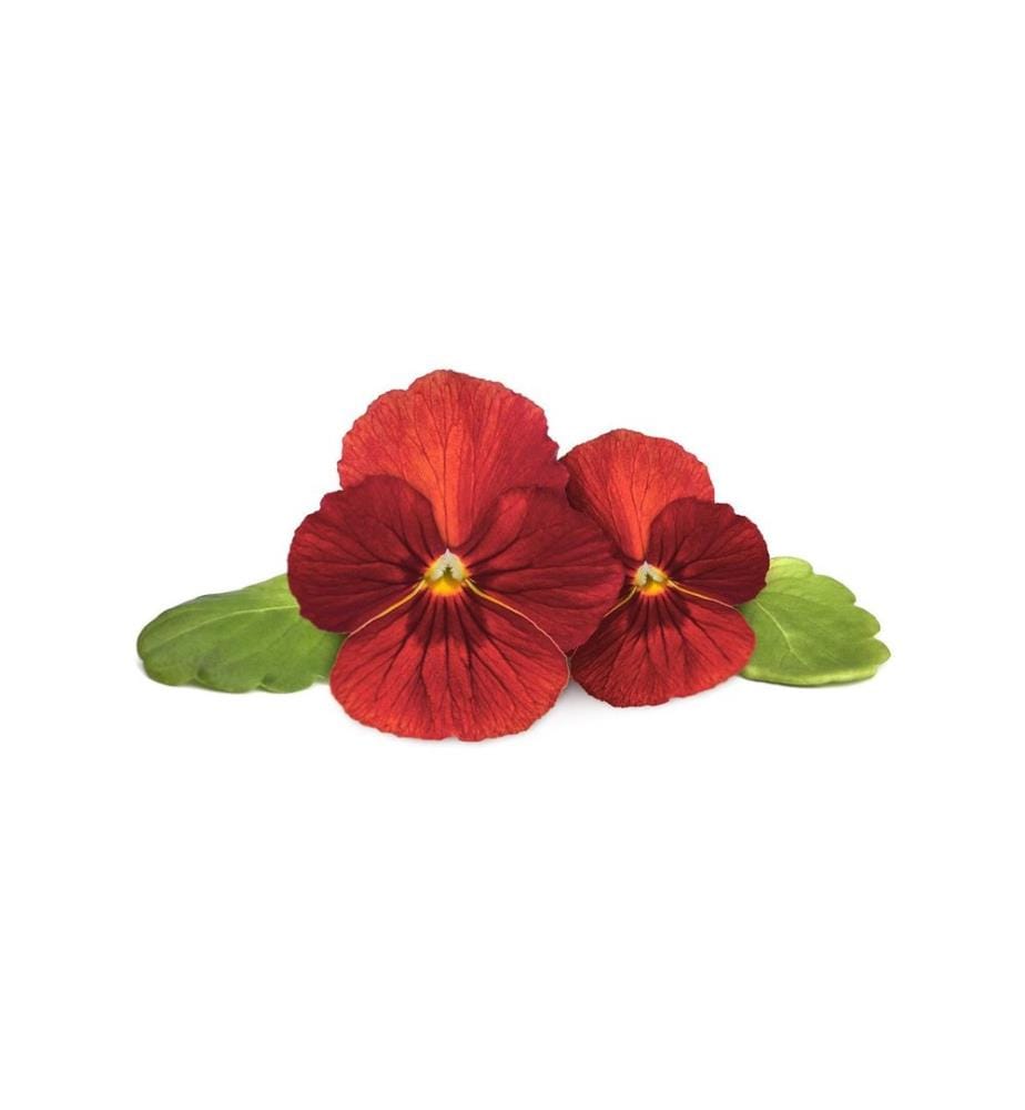 CLICK AND GROW - Saatgut Rotes Stiefmütterchen 3er-Pack