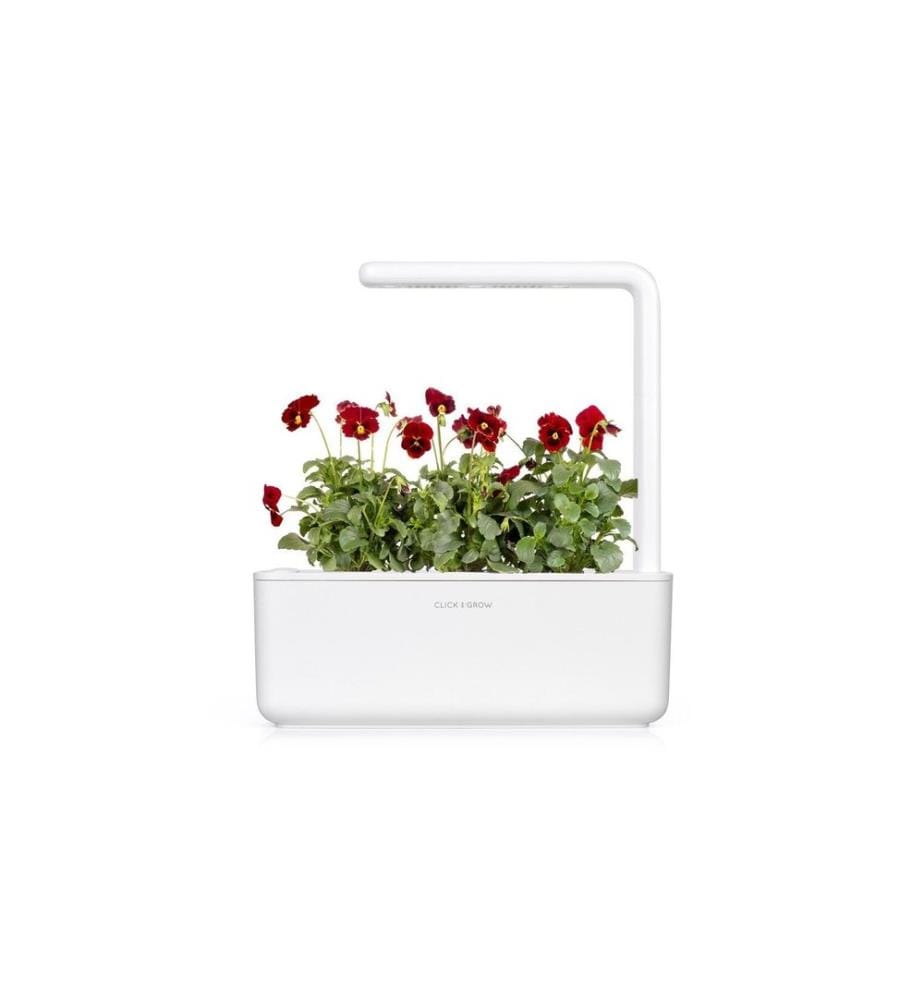 CLICK AND GROW - Saatgut Rotes Stiefmütterchen 3er-Pack