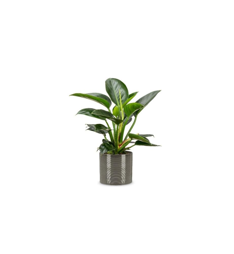 SCHEURICH - Blumentopf Glass 12 cm, Grau