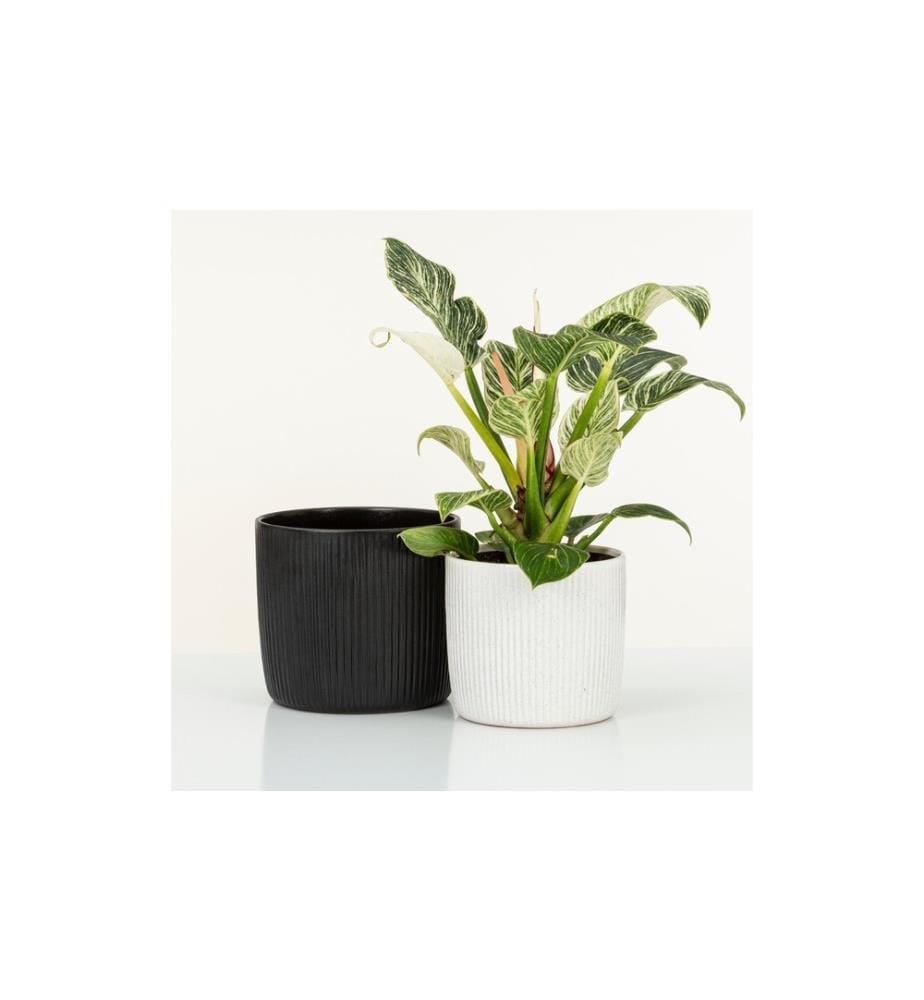 SCHEURICH - Blumentopf Ebano Solido Linea 19.3 cm, Schwarz