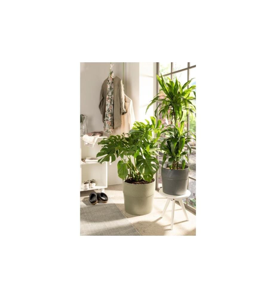 SCHEURICH - Pot de fleur Groove 12,7 cm, Anthracite
