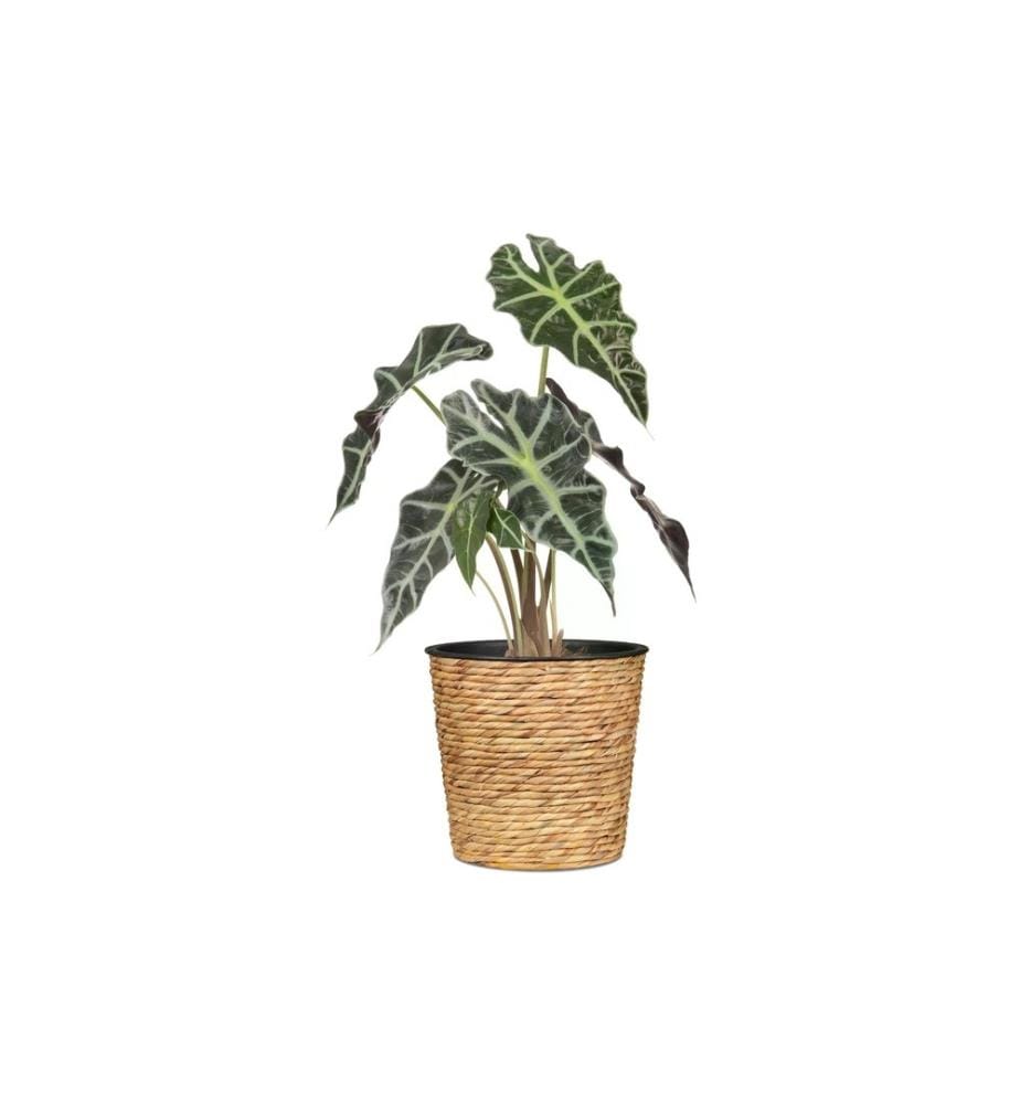 SCHEURICH - Pflanzengefäss mit Plastikeinsatz 30 x 28 cm,  Nature