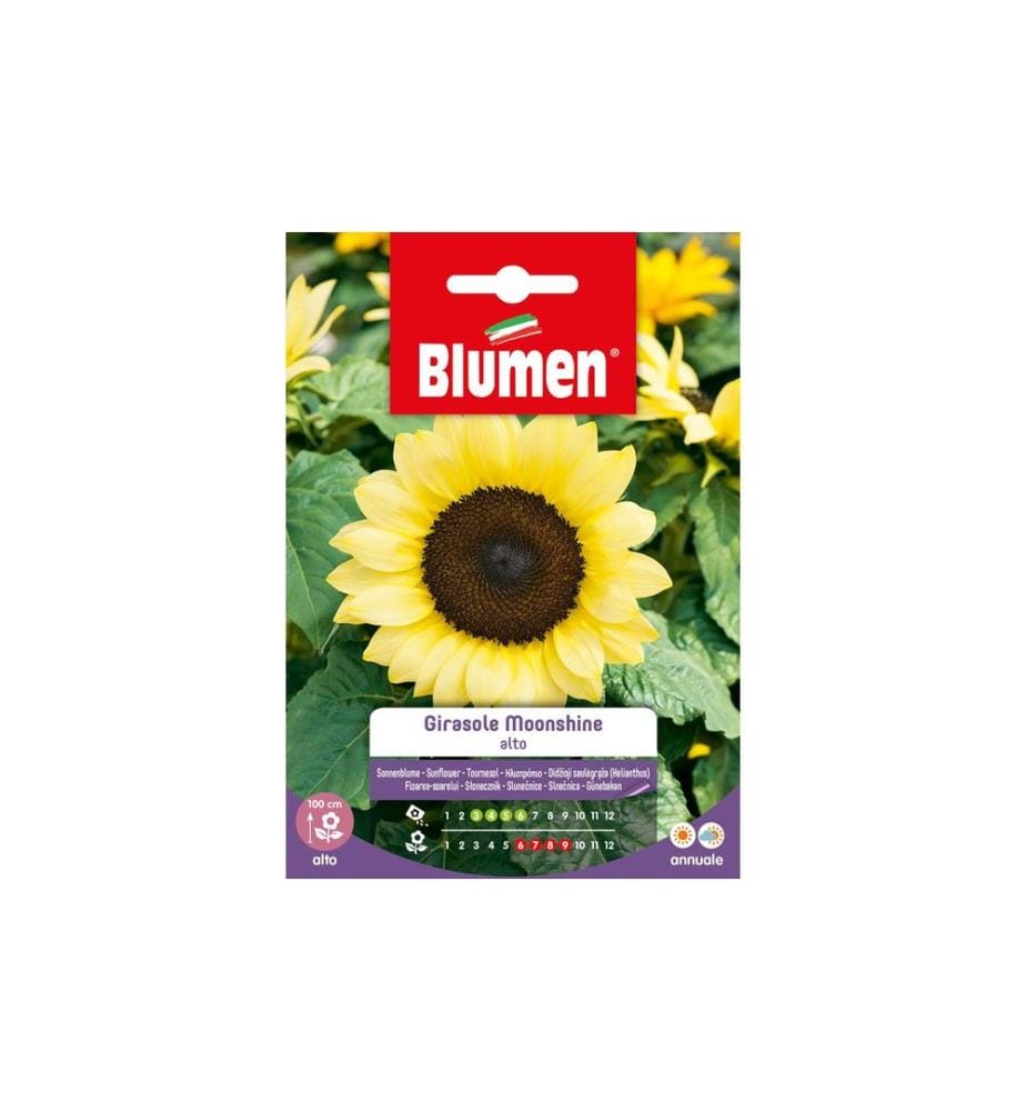 BLUMEN - Semence Tournesol Moonshine