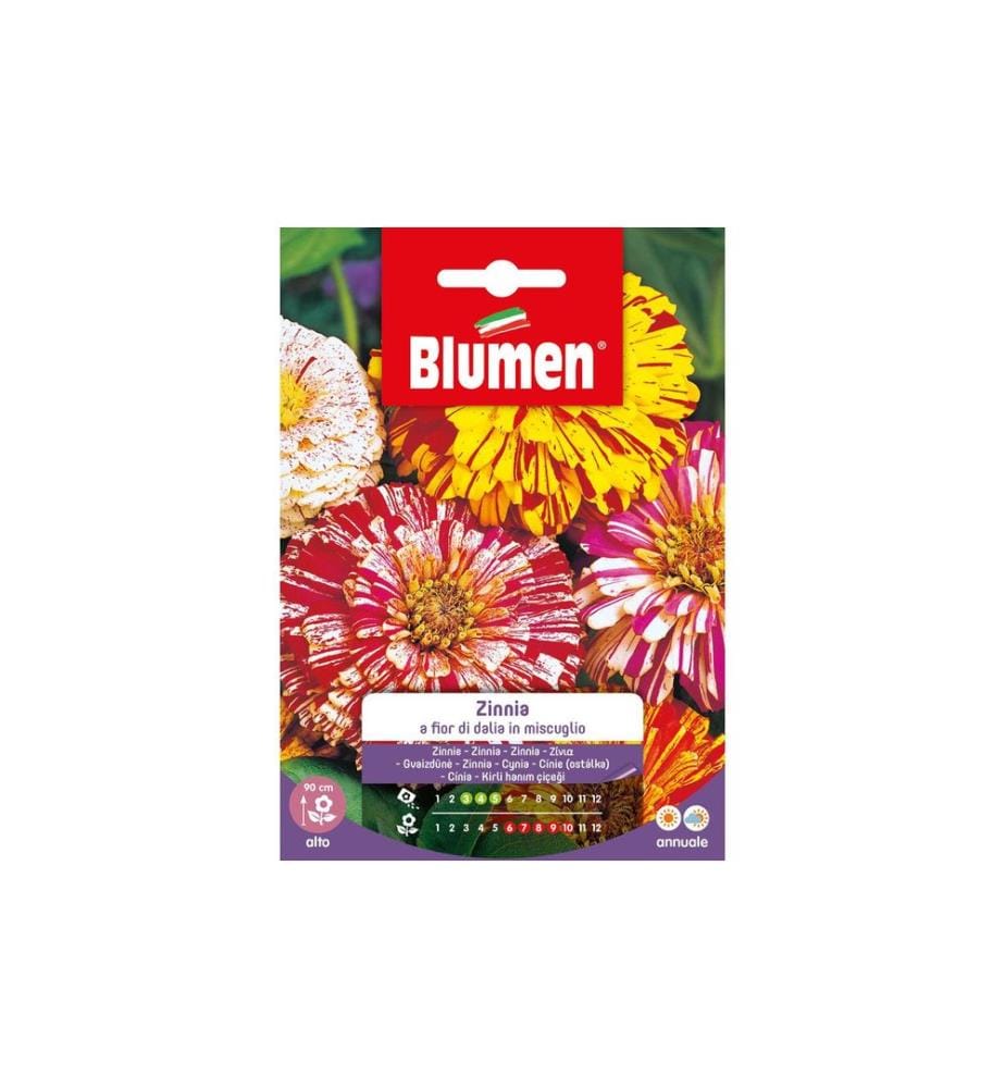 BLUMEN - Semence Zinnia fleur de dahlia Mix