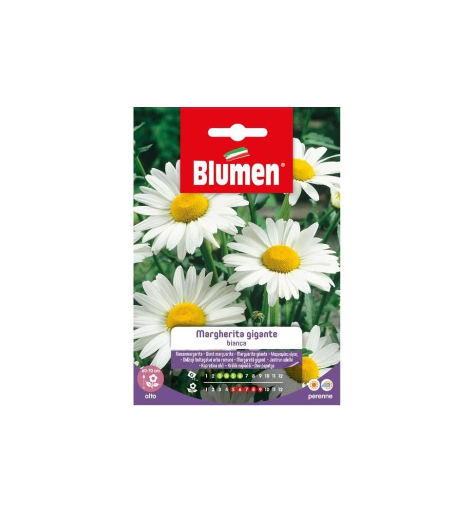 BLUMEN - Semence Marguerite géante