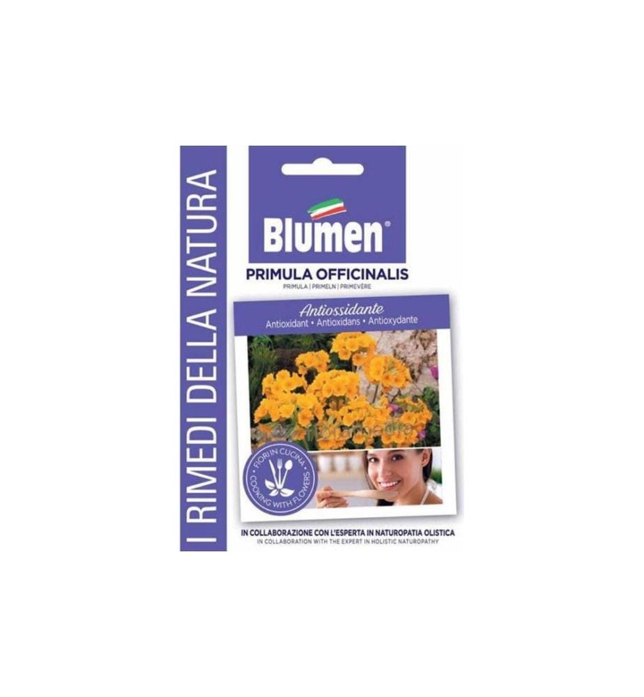 BLUMEN - Saatgut Primel