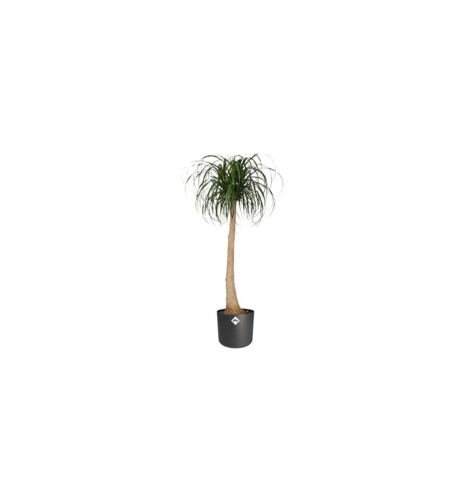 Elho - Blumentopf B. for soft 1.6 l, Anthrazit