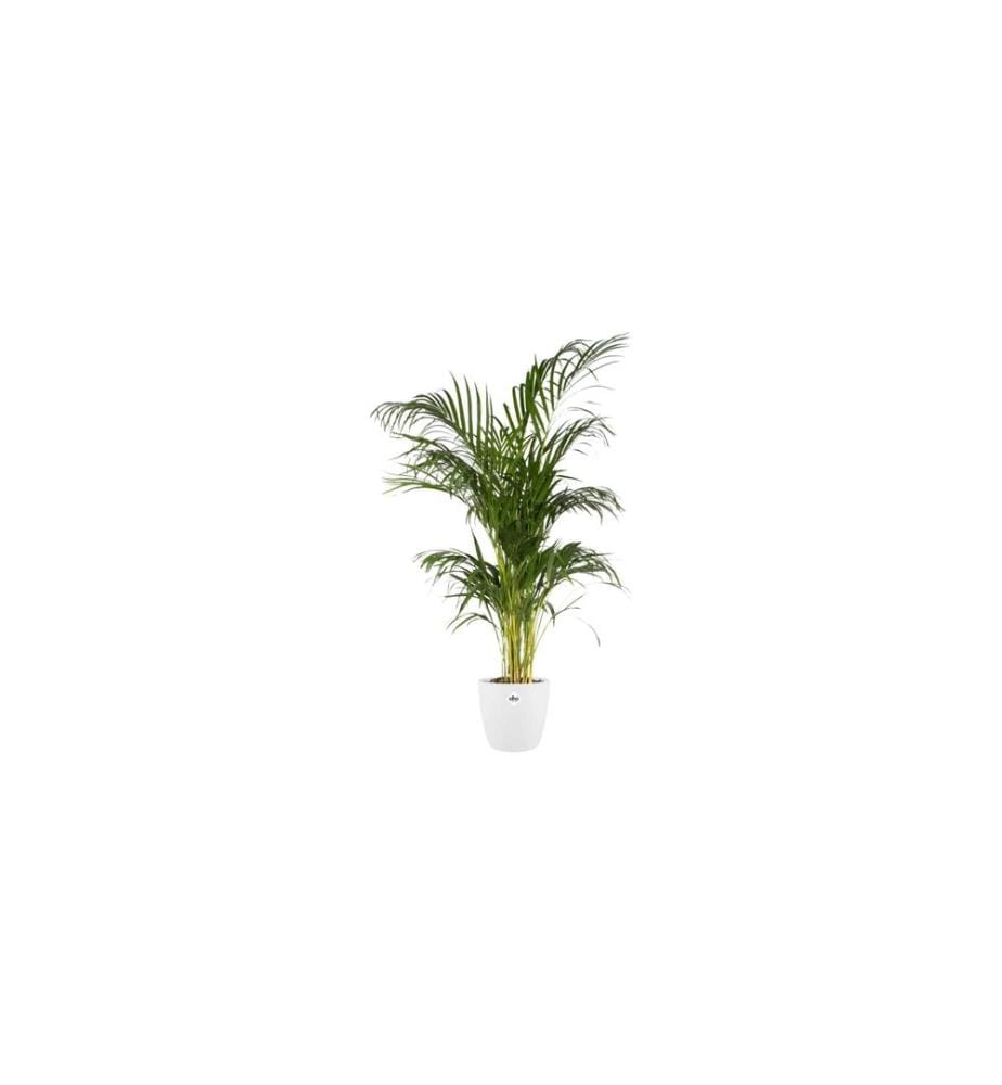 Elho - Pot de fleur Brussels rond 6.2 l, blanc