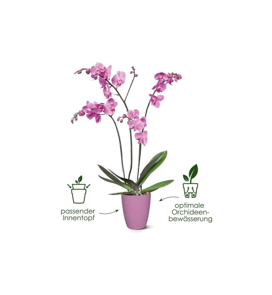 Elho - Blumentopf Brussels Orchidee Hoch 1.3 l, Violett