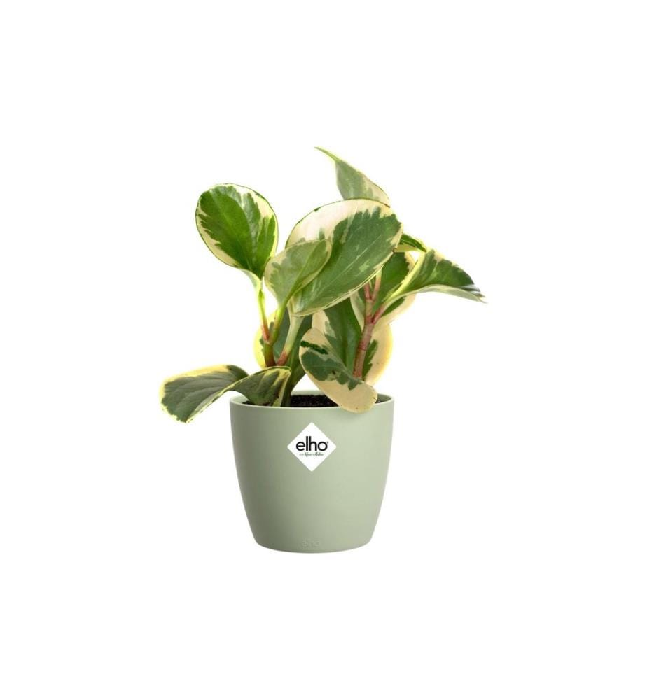 Elho - Blumentopf Brussels mini, rund, 1.2 l, Sorbet Grün