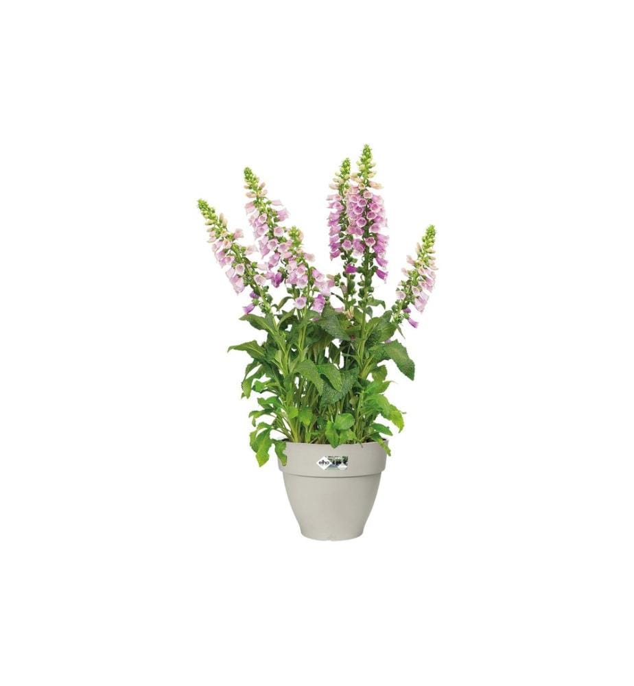 Elho - Pflanzentopf Vibia Campana Rund 30 cm Weiss
