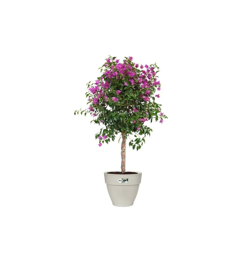 Elho - Pot à fleur Vibia Campana ronde 35 cm Blanc