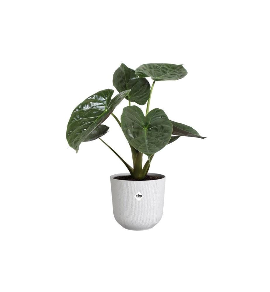 Elho - Blumentopf Jazz 9.8 l, Seidenweiss