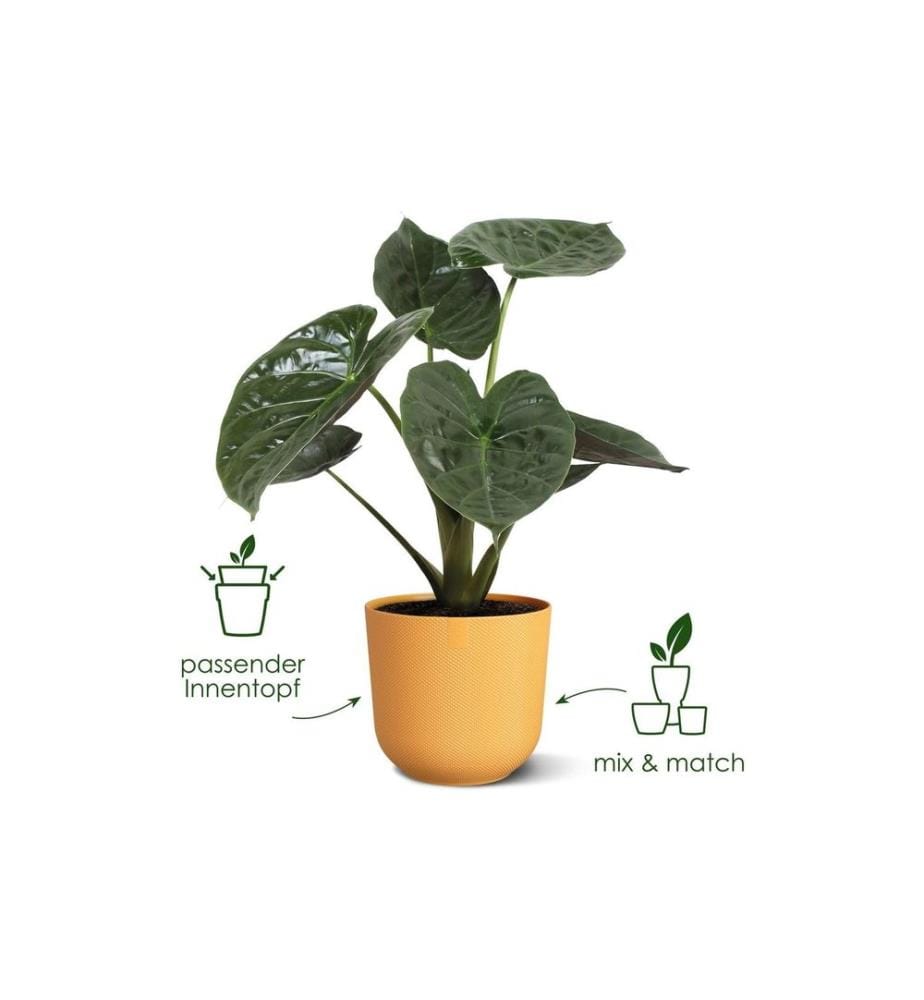Elho - Blumentopf Jazz 1.5 l, Amber Gelb