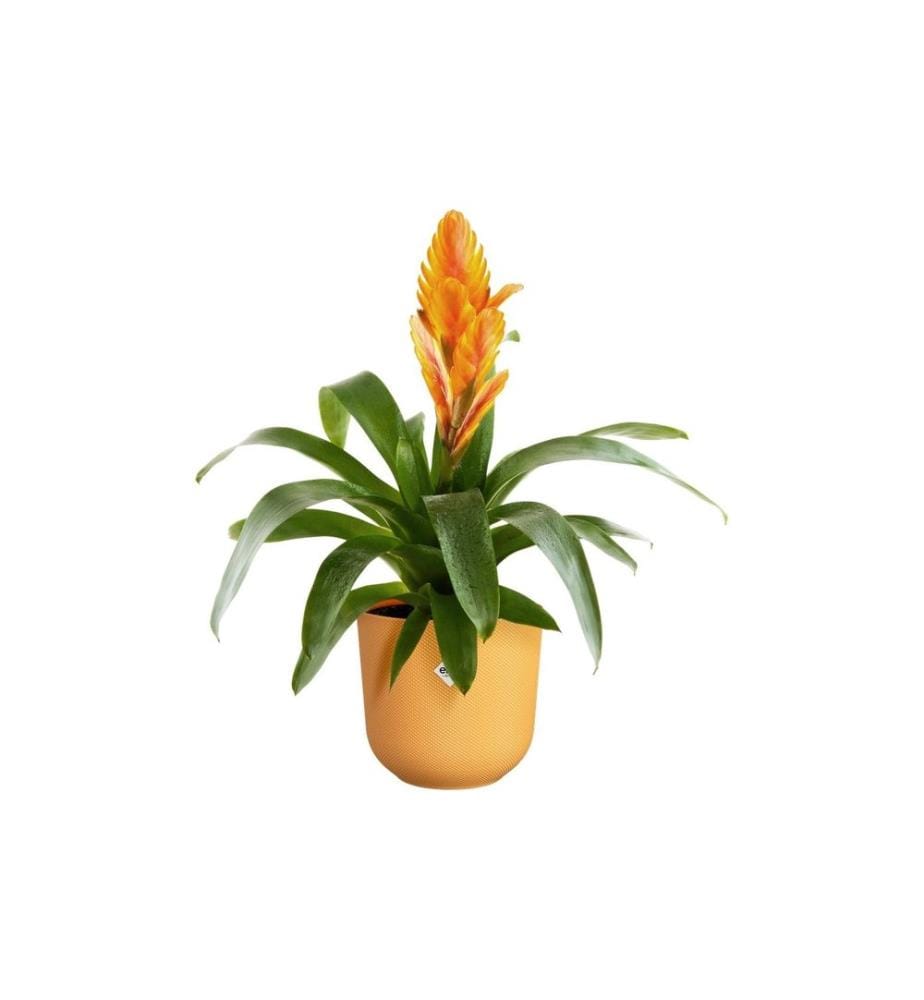 Elho - Blumentopf Jazz 1.5 l, Amber Gelb