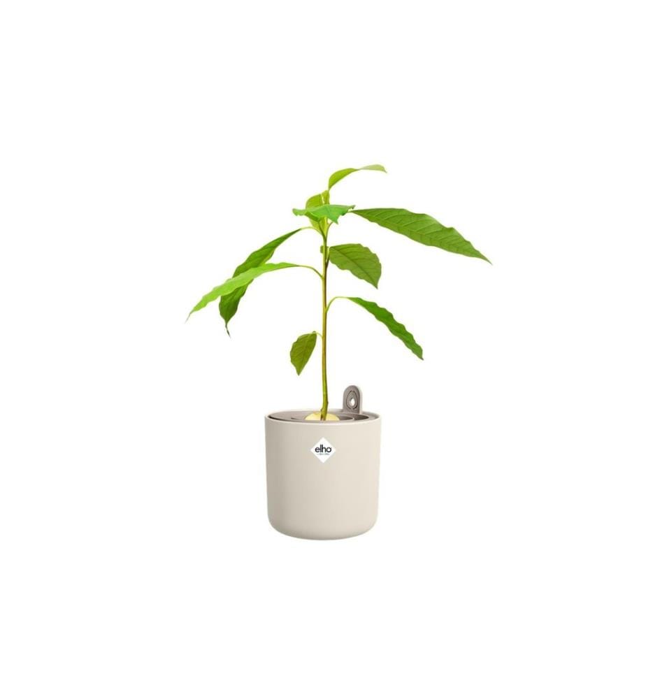 Elho - Kräutertopf Amazing Avocado Pot 12 cm Weiss