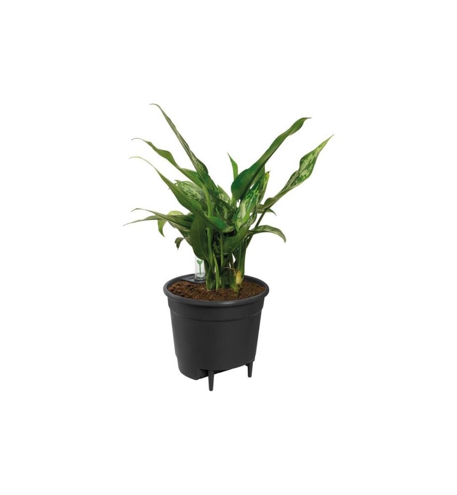 Elho - Système d'auto-irrigation 17 cm