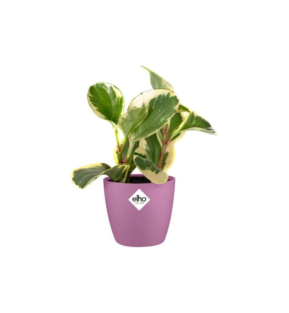 Elho - Blumentopf Brussels mini, rund, 100 ml, Violet