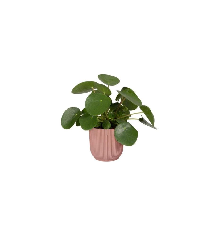 Elho - Blumentopf Vibes Fold 3.6 l, Zartrosa