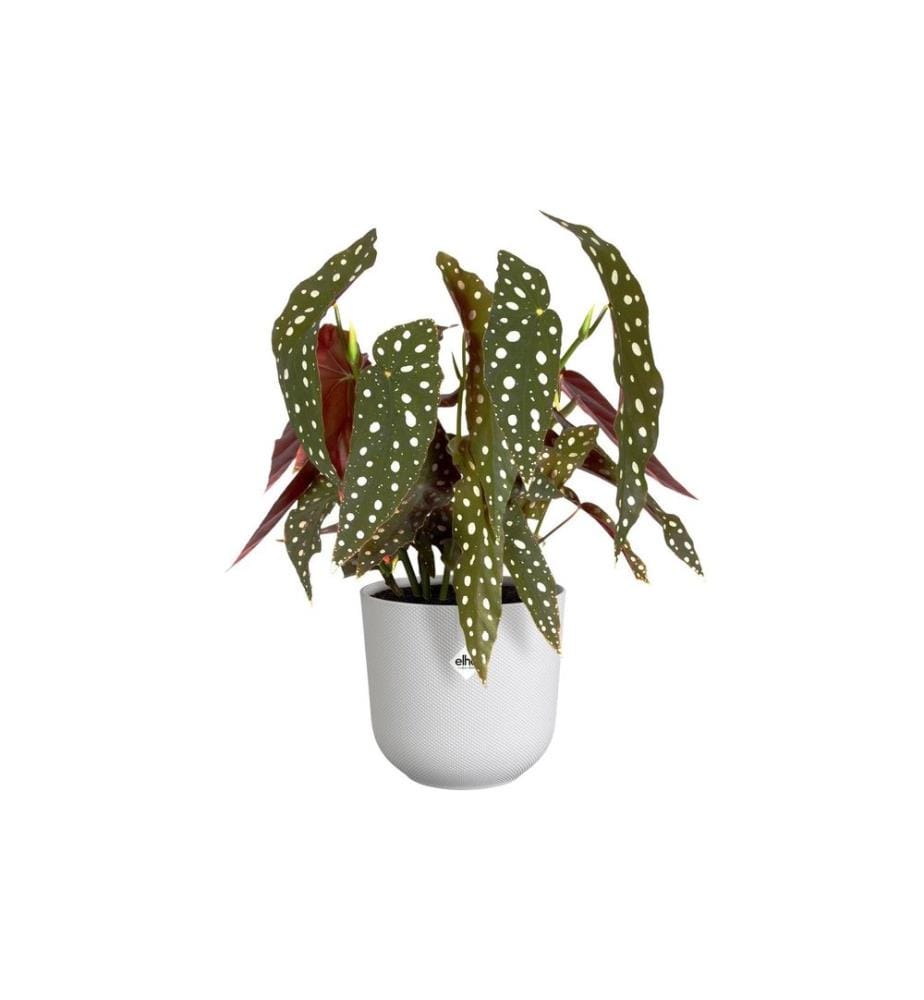Elho - Blumentopf Jazz 1.5 l, Seidenweiss