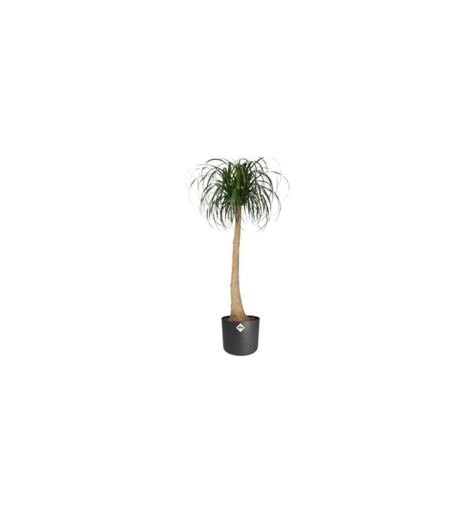 Elho - Blumentopf B. for soft 6.9 l, Anthrazit
