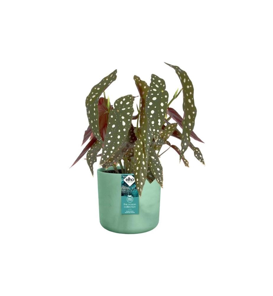 Elho - Pot de fleur The Ocean 2.5 l, Vert Pacifique