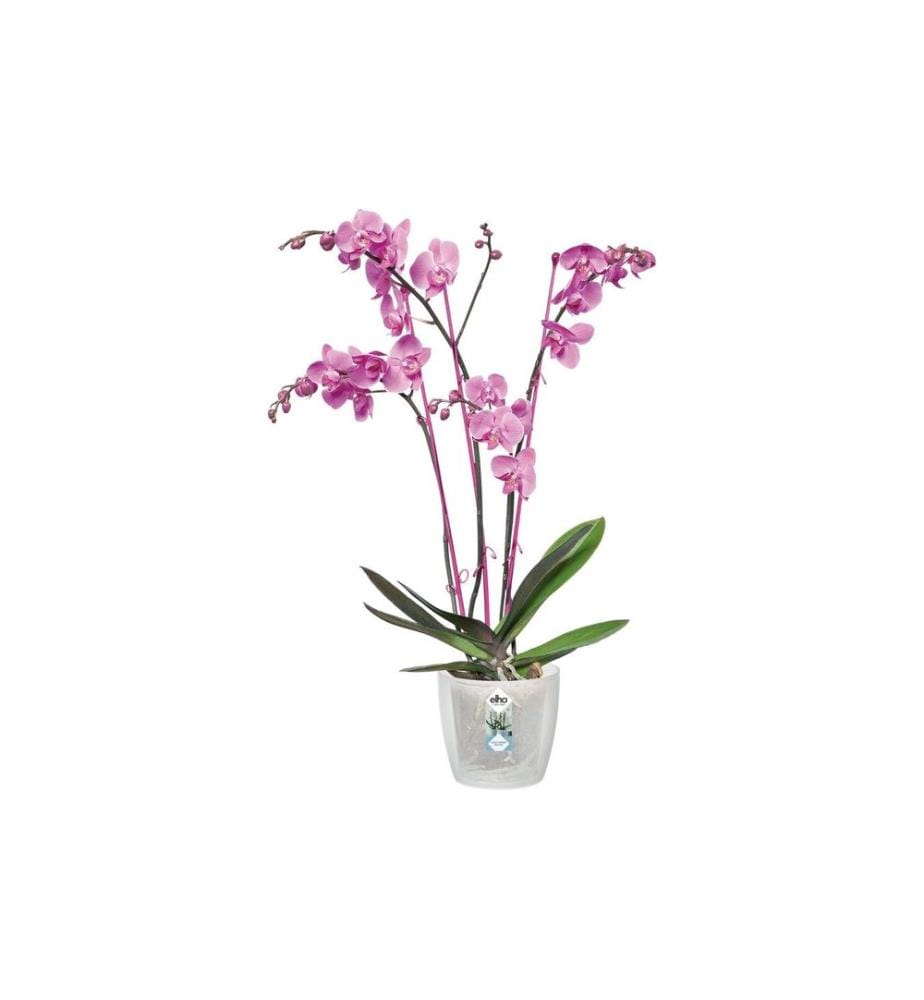 Elho - Blumentopf Brussels Orchidee 1.2 l, Transparent