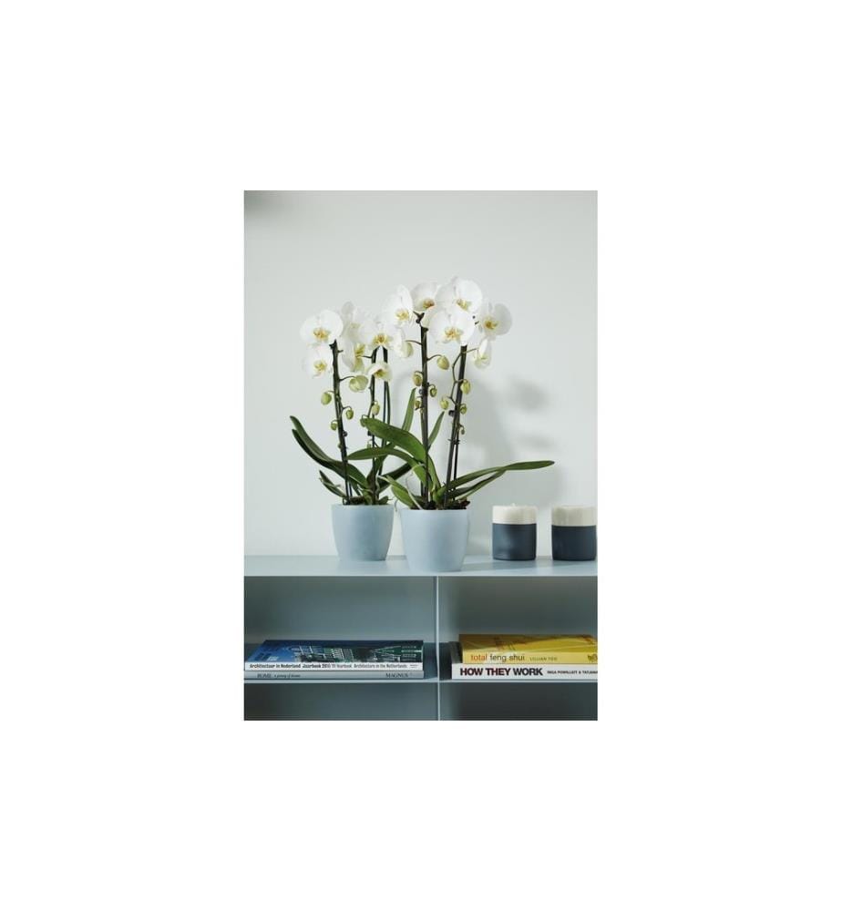 Elho - Blumentopf Brussels Orchidee 1.2 l, Transparent