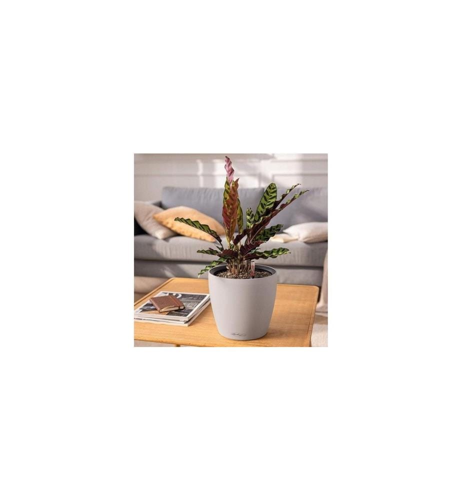 LECHUZA - Pot à fleur CLASSICO Color LS 35 - kit complet Muscade