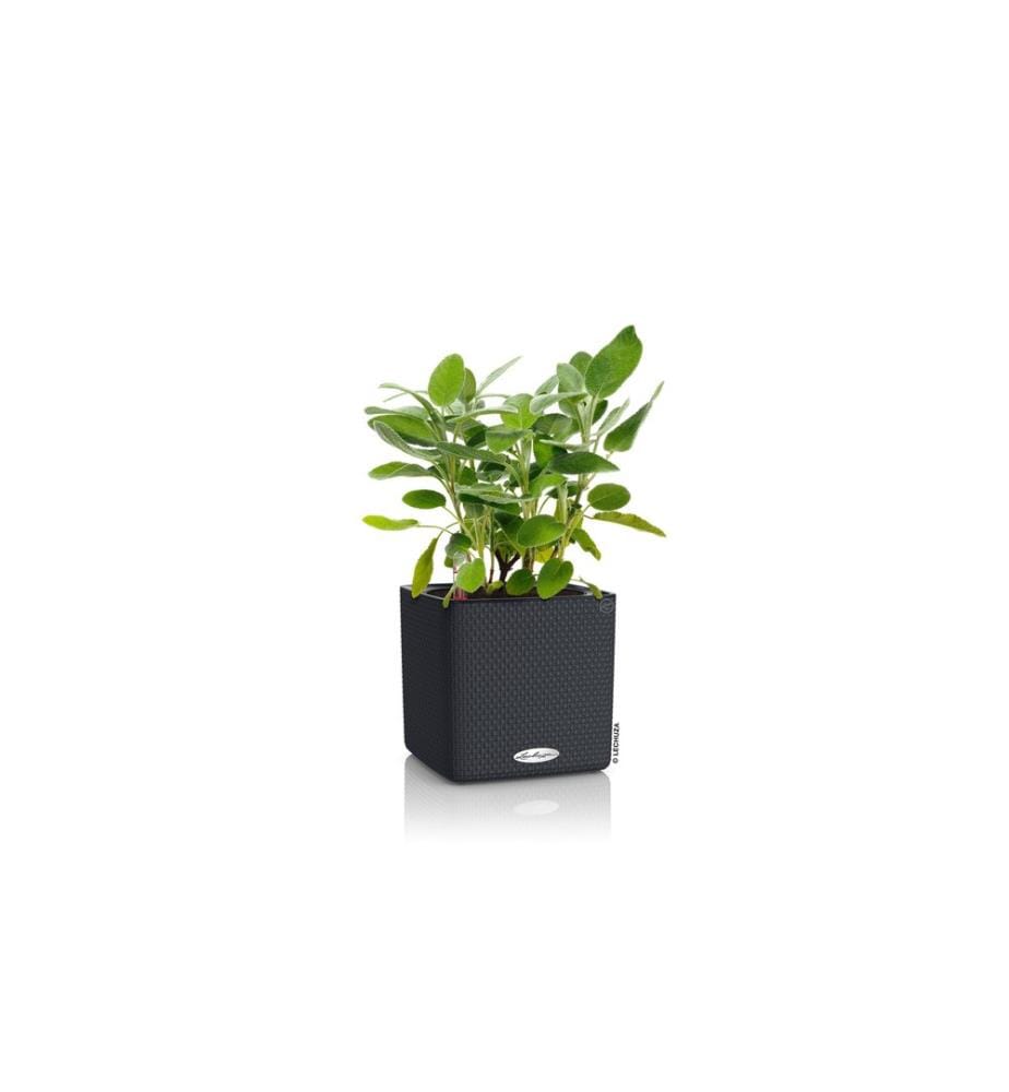 LECHUZA - Pot à herbes aromatiques Cube Color 16 gris