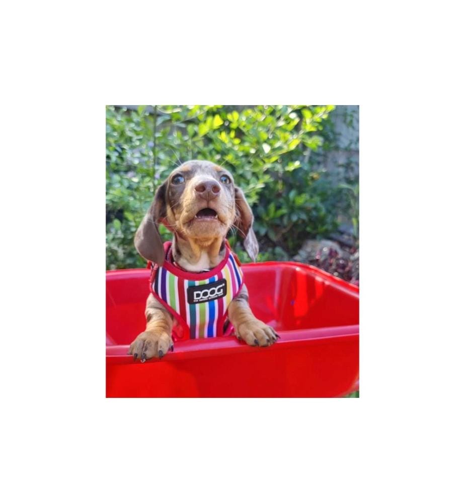 Doog Geschirr Neoflex Scooby L Multicolor gestreift
