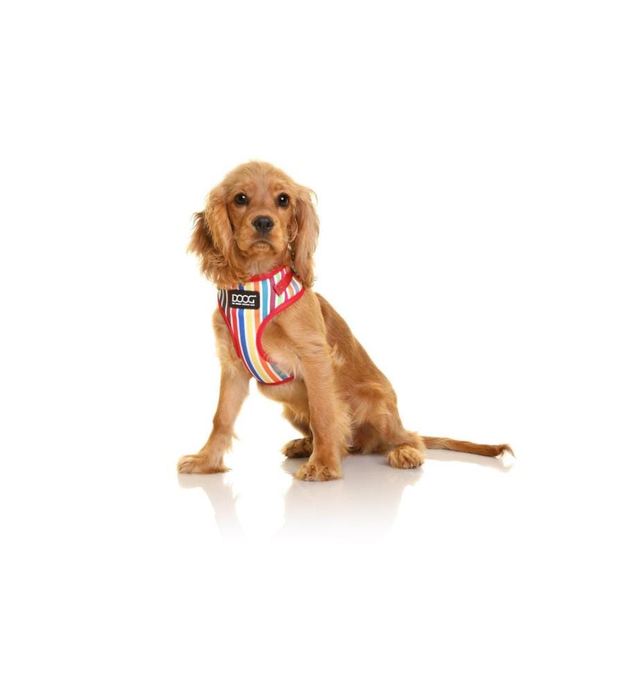 Doog Geschirr Neoflex Scooby M Multicolor gestreift
