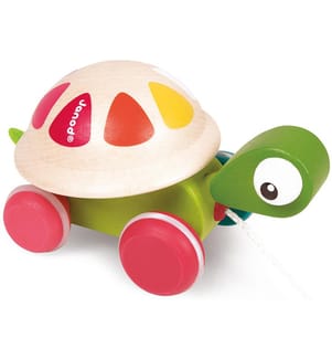 Nachzieh Schildkröte