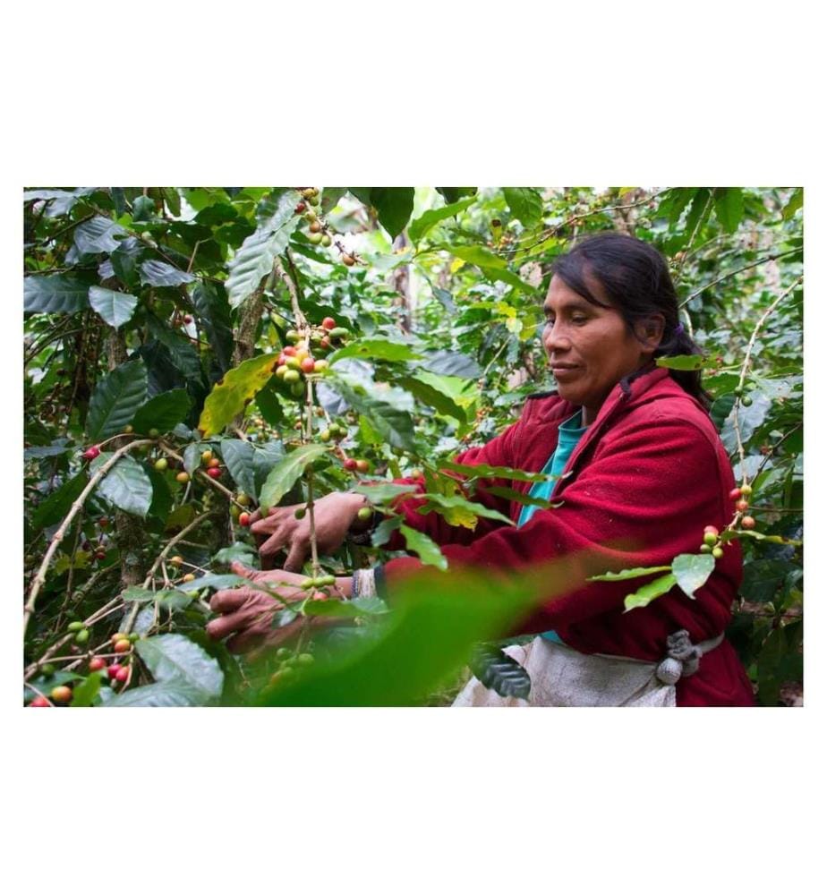 Vicafe - Grains de café Coopérative de femmes Aprolma 1 kg