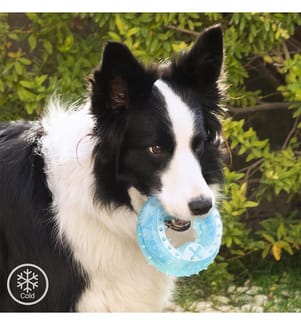 Glubiz 2-En-1 Jouet à Mâcher Congelable pour Animaux de Compagnie - Bleu