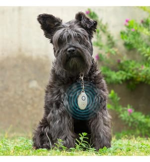 Répulsif à Ultrasons Rechargeable Contre Les Parasites pour Animaux de Compagnie Petrep - Gris