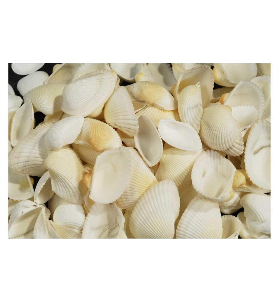 AMBIANCE - Moules, 1.2 kg Blanc