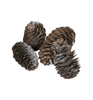 COCON - Streudeko Kieferzapfen gross, Weiss, 100g