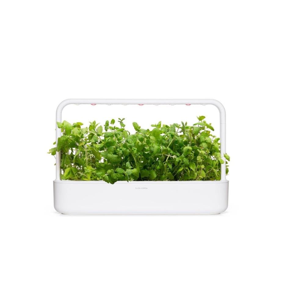 CLICK AND GROW - Samen Apfel-Minze, 3er-Pack