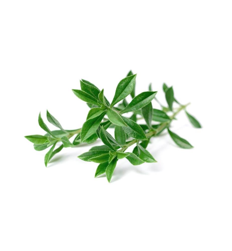 CLICK AND GROW - Samen Bergbohnenkraut, 3er-Pack