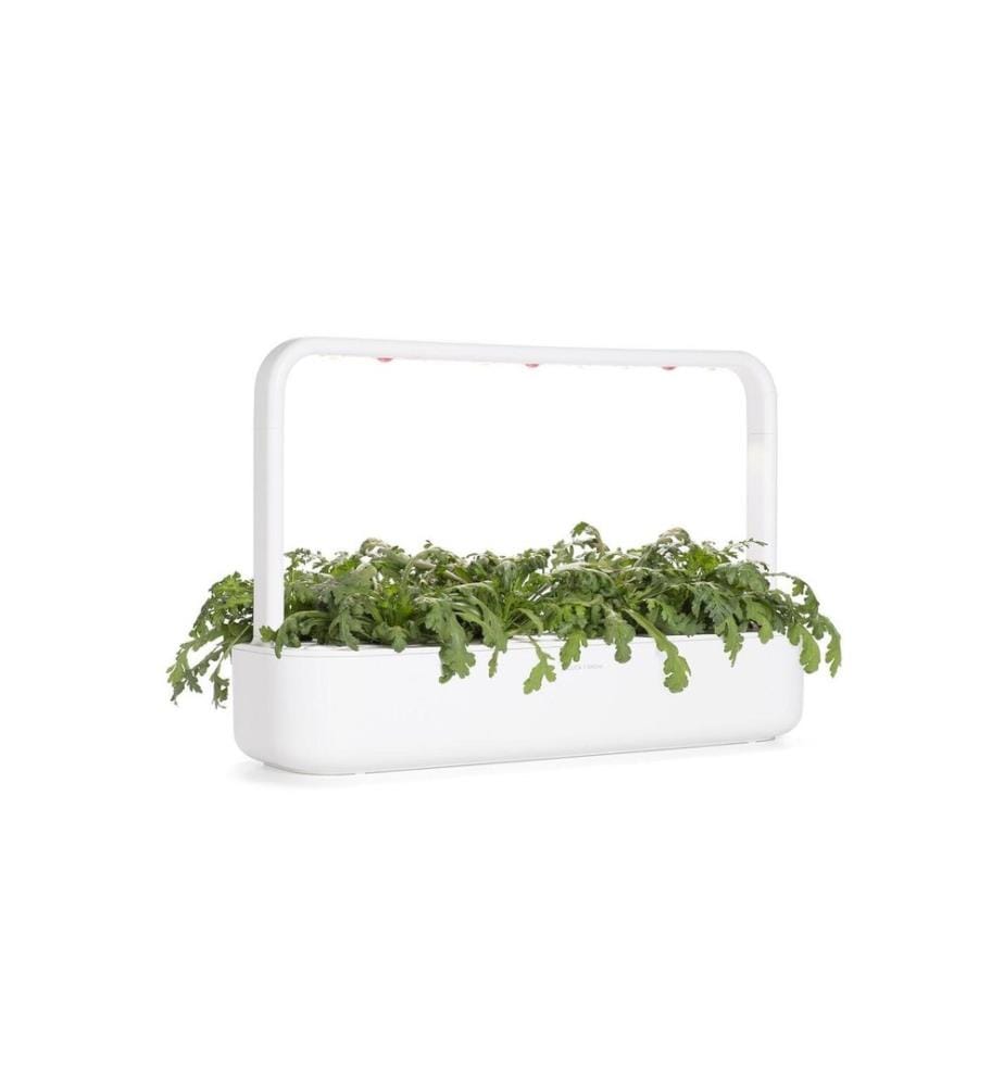 CLICK AND GROW - Semence Shungiku Paquet de 3