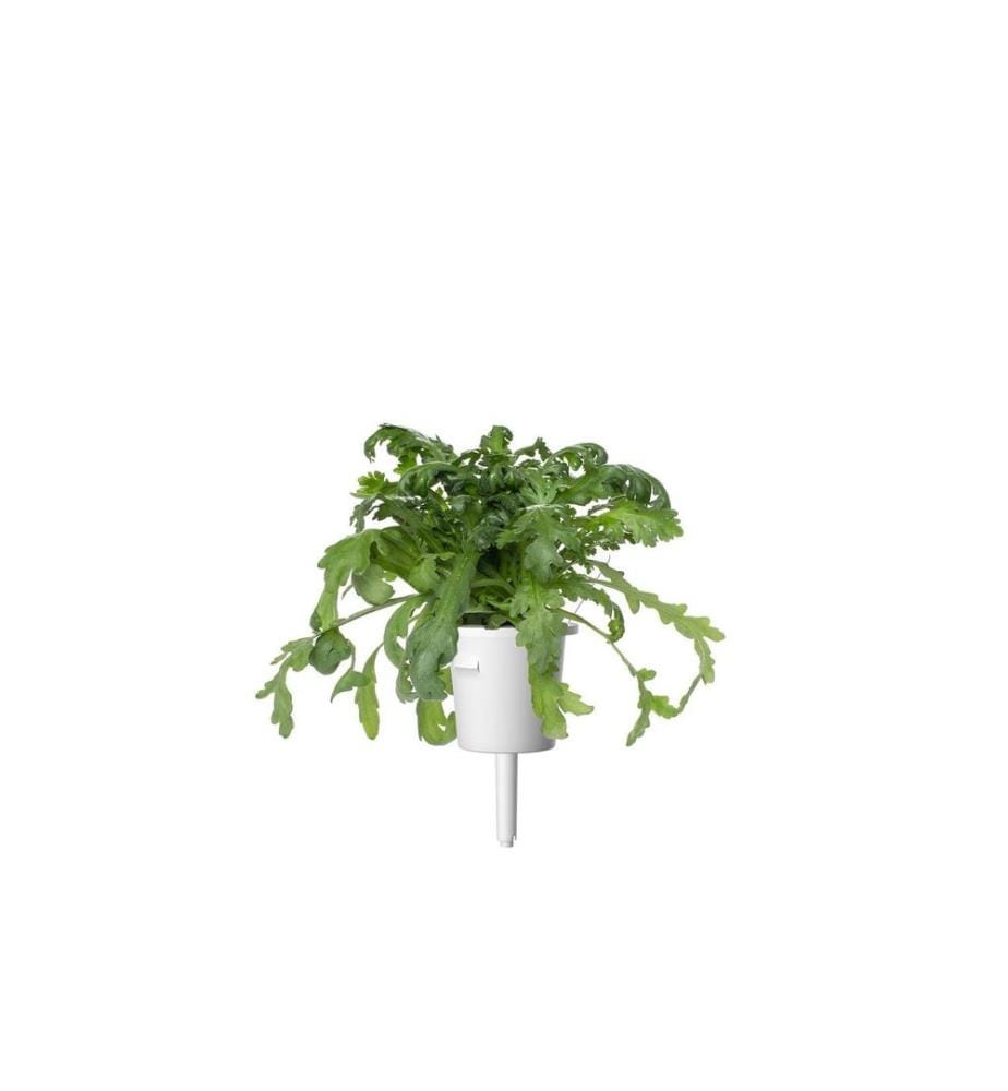 CLICK AND GROW - Semence Shungiku Paquet de 3
