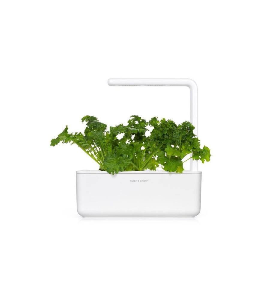 CLICK AND GROW - Semence Moutarde au wasabi Paquet de 3