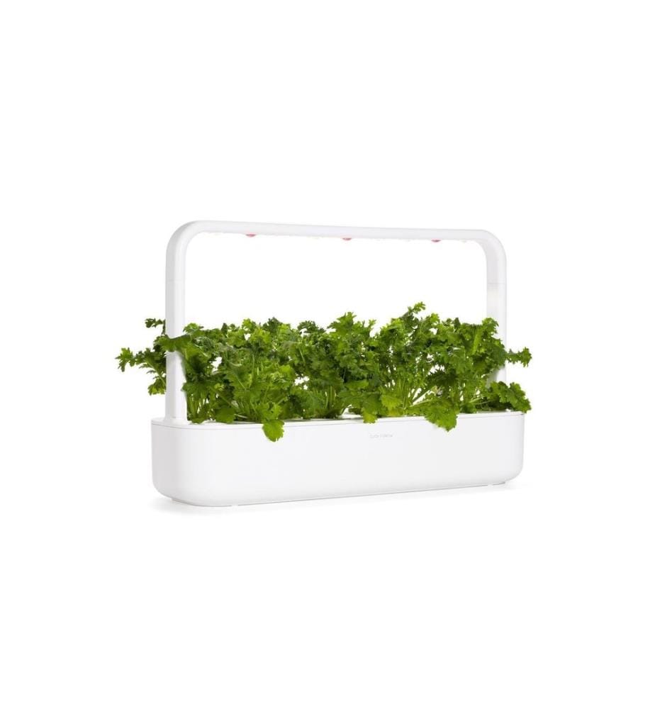 CLICK AND GROW - Semence Moutarde au wasabi Paquet de 3