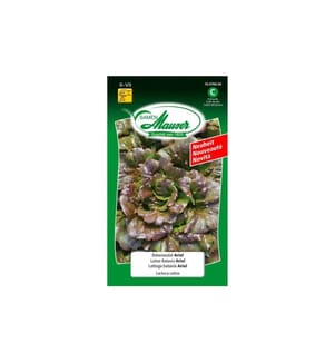 Samen Mauser - Semence Salade batavia Ariel